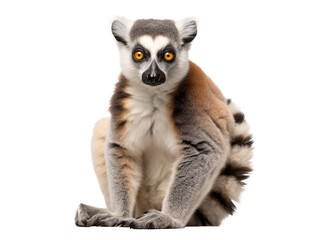 a lemur sitting on a white background - obrazy, fototapety, plakaty