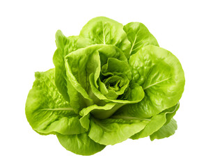 a green leafy vegetable on a white background
