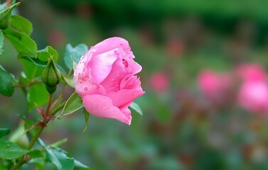 a single pink rose on a green branch with a garden in the background