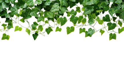 Heart - shape green leaves jungle vine plant bush on transparent background