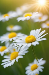 Obraz premium A close-up of pristine white daisies with vibrant yellow centers, dotted with dew drops