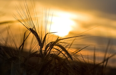 Naklejka premium a wheat field against a sunset sky with the sun setting over the horizon