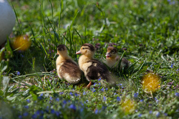 Ducklings of Muscovy Duck in spring garden
