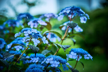 紫陽花