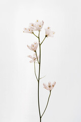Elegant pink flower stem. Aesthetic floral simplicity composition. Close up view flower