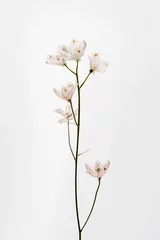 Fototapeten Elegant pink flower stem. Aesthetic floral simplicity composition. Close up view flower © Floral Deco