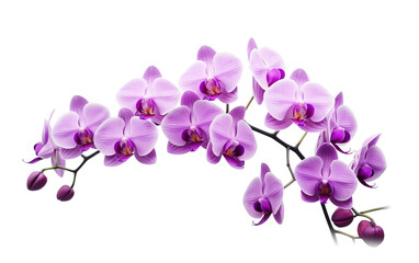 Fototapeta na wymiar Purple Orchid Arrangement Isolated on Transparent Background PNG.