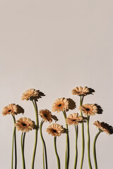 Pastel peachy gerbera flowers with aesthetic sunlight shadows on neutral white background. Minimal...
