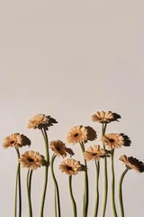 Poster Pastel peachy gerbera flowers with aesthetic sunlight shadows on neutral white background. Minimal stylish still life floral composition with copy space © Floral Deco