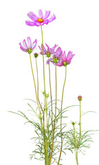 beautiful cosmos bipinnatus flower isolated on white background