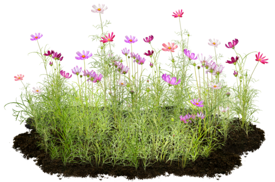 flowers in grass, beautiful cosmos bipinnatus flower isolated on white background