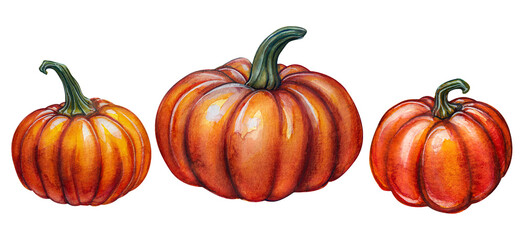 Three pumpkins in a row. Watercolor drawing on a white background.

