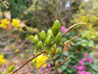 Close up of yellow apricot blossom buds or ochna integerrima buds in the garden at Mekong Delta Vietnam.