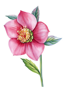 Spring branch flower hellebores isolated, hellebore watercolor illustration, botanical painting for invitation, greeting cards
