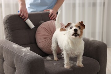 Cute dog on armchair. Man removing pet's hair indoors, closeup