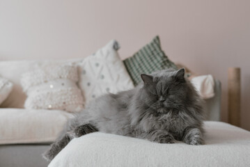 One persian cat lying on a sofa and sleeping. Pet relaxing in the living room - 734840704