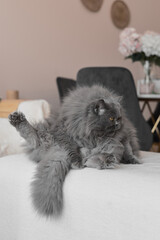 Funny persian cat with grey fur sitting on a sofa and pretending he is doing yoga exercise - 734840729