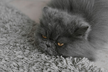 Persian cat with long grey fur lying on a carpet with sad emotion - 734840740