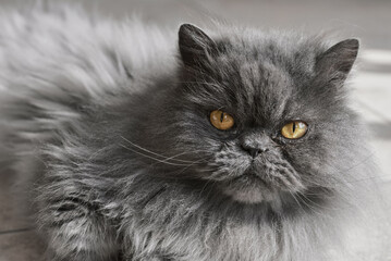 Close-up portrait of a Persian cat with long grey fur and yellow eyes looking into the camera - 734840748