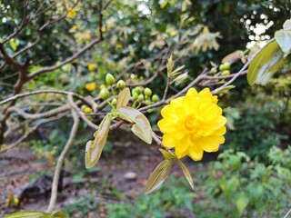 Multi petals apricot blossom. Close up of Ochna integerrima, yellow flower or Mai flower, leaves and buds in the garden in Mekong Delta Vietnam. Flowers have many petals.
