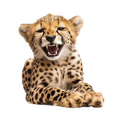 Happy and Cute Cheetah Laughing on white