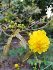 Multi petals apricot blossom. Close up of Ochna integerrima, yellow flower or Mai flower, leaves and buds in the garden in Mekong Delta Vietnam. Flowers have many petals.