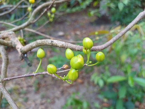 Close up of yellow apricot blossom buds or ochna integerrima buds in the garden at Mekong Delta Vietnam.