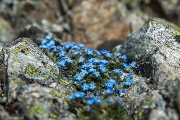 bouquet de Myosotis dans les rochers dans les Hautes Alpes , France