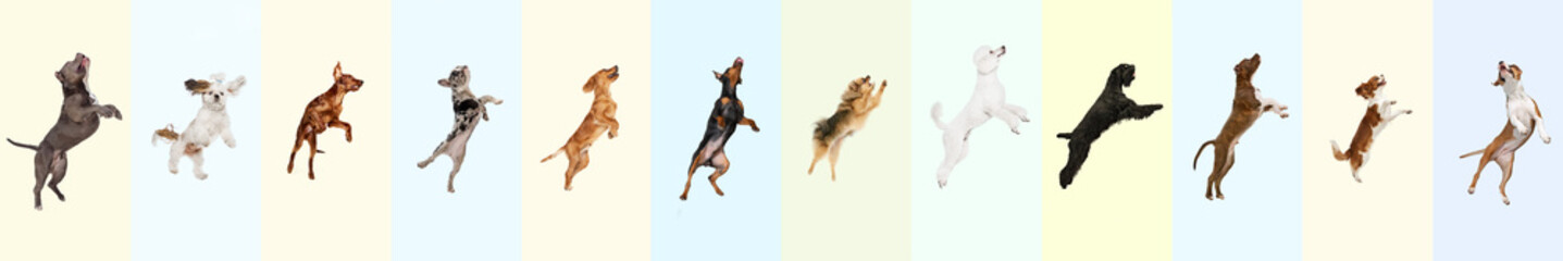 Collage made of different purebred dogs jumping, playing, flying against multicolored background....