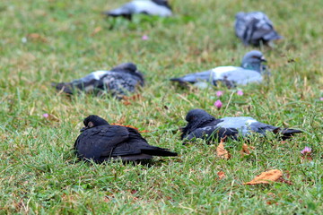 pigeons in the park