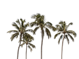 Fototapeta na wymiar a group of palm trees