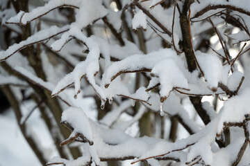 ast schnee baum winter