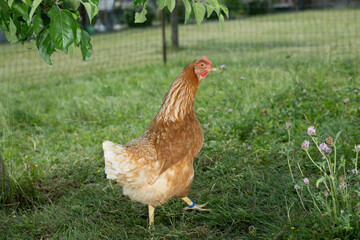 huhn natue wiese geflügel tier