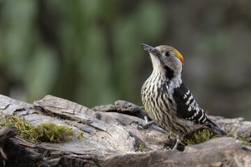 A Brown Fronted Woodpecker Sitting on a log