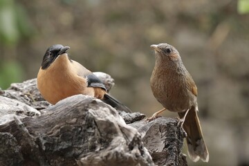 A Streaked laughing thrush sitting along with a Rufous Sibia on a piece of wood