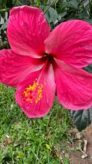 flower in the garden