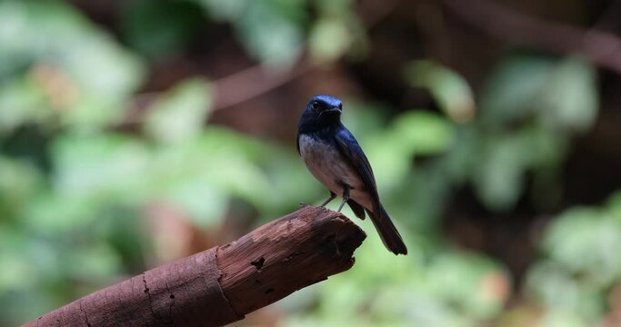 Camera slides to the right as it also zooms out while the bird looks down and around, Hainan Blue Flycatcher Cyornis hainanus Thailand