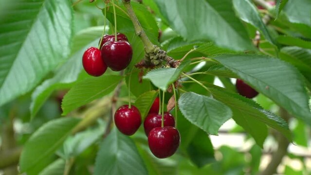 Close up ripe red cherries hanging from cherry bush behind green leaves