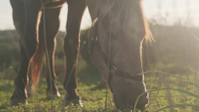 Horse Grazing On A Green Meadow In Sunset - Close Up
