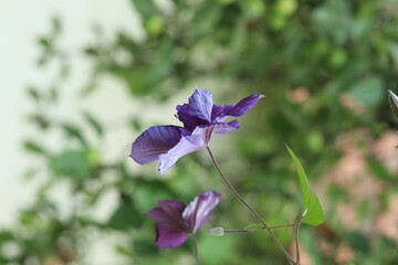 blue flowers on a green background