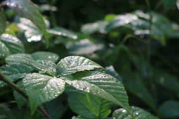 dew on a leaf