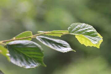 leaves on a branch