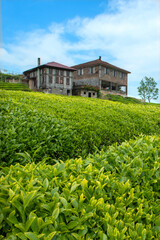 Tea gardens in Turkey
Traditional old house and green tea gardens in Çeceva village of Rize province. Tea garden background photo. Tea garden and blue sky in the background.