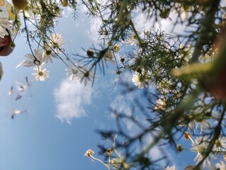 Flowers on the sky 