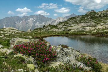 Fototapeta na wymiar Lacs de Pétarel en été avec massif de Rhododendron , Massif des Ecrins , Hautes Alpes , France