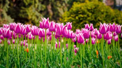 Obraz premium flowerbed with purple tulip flowers in morning light. beautiful urban nature scene in spring
