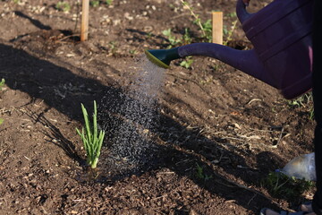 watering the plants