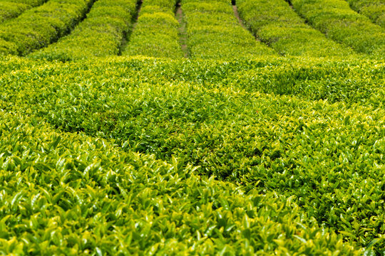 Tea gardens in Turkey
Traditional old house and green tea gardens in &Ccedil;eceva village of Rize province. Tea garden background photo. Tea garden and blue sky in the background.