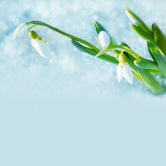 Blooming snowdrops flowers on light blue background. Spring time nature postcard. Macro view, shallow depth of field photo. copy space