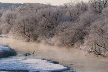 樹氷とタンチョウ